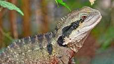 Australische Wasseragame_2.jpg